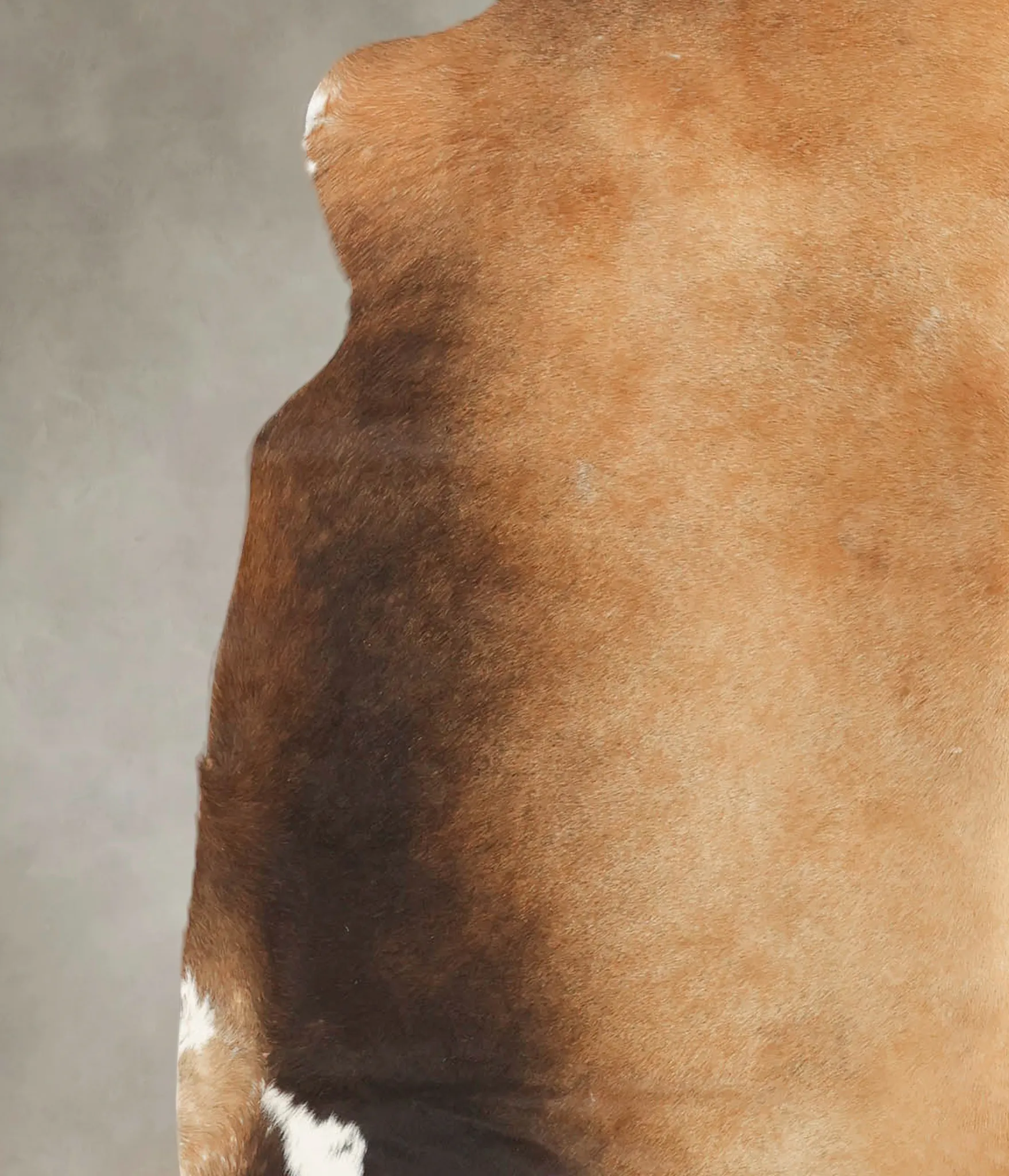 Warm Caramel Large Brazilian Cowhide Rug 5'9"H x 5'10"W #B1600 by Hudson Hides